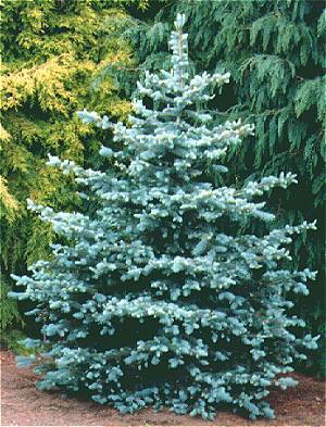 picea pungens glauca  ( Mavi Ladin )